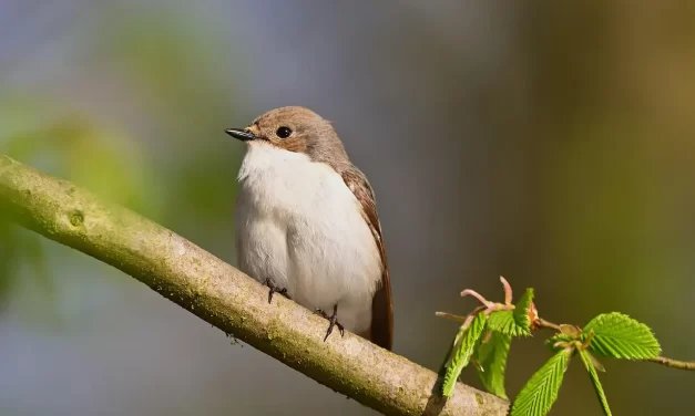 🌍 The World Is Wide and Human Life Is Limited: Time, Truth, and the Urgency of Awakening | Master Woo Myung | Santa Clara Meditation