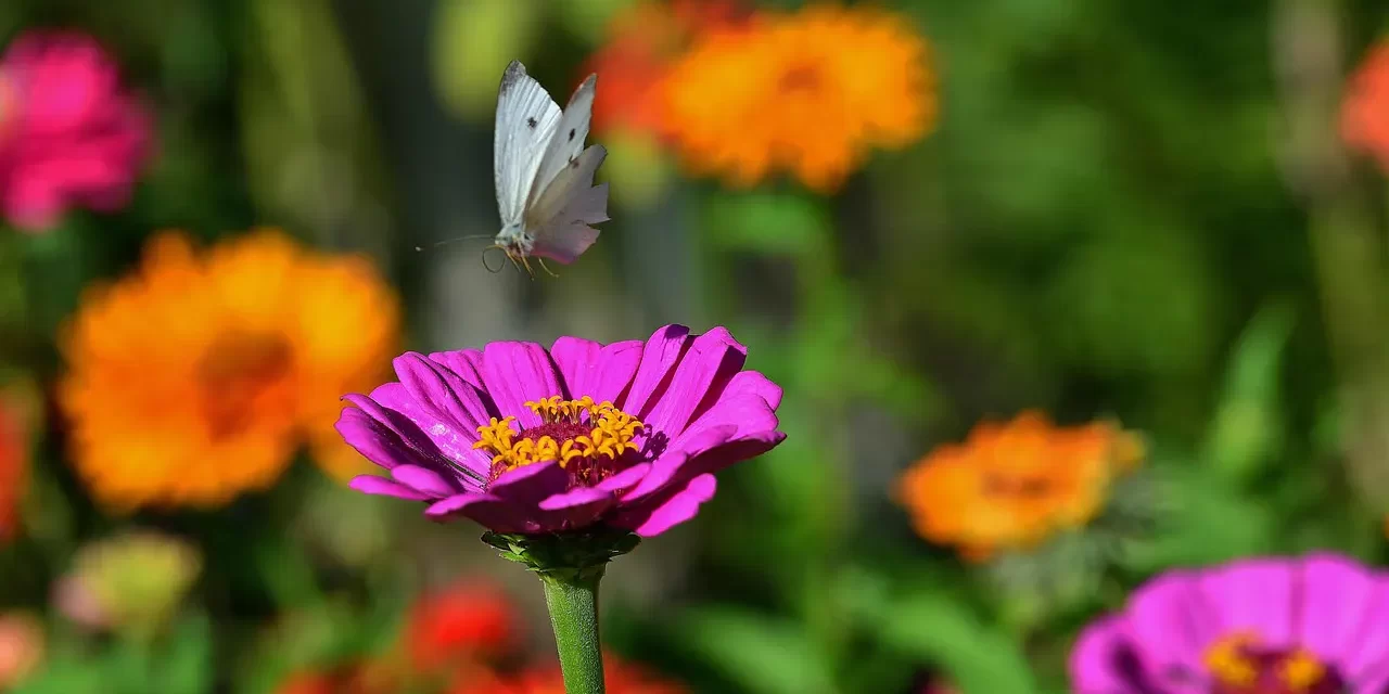 🌿 HOW TO CLEANSE THE MIND: ENLIGHTENMENT STAGES UNIVERSE GOD BUDDHA TRUTH | Master Woo Myung | Santa Clara Meditation