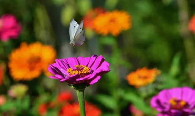 🌿 HOW TO CLEANSE THE MIND: ENLIGHTENMENT STAGES UNIVERSE GOD BUDDHA TRUTH | Master Woo Myung | Santa Clara Meditation