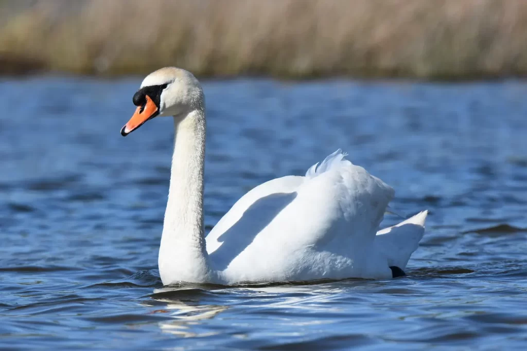 Master Woo Myung possession soul attachment meditation teaching