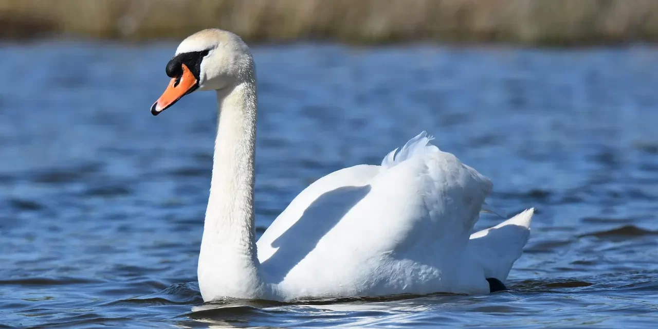 🧘 What Is Possession: Soul Attachment Mind Illness Truth | Master Woo Myung | Santa Clara Meditation