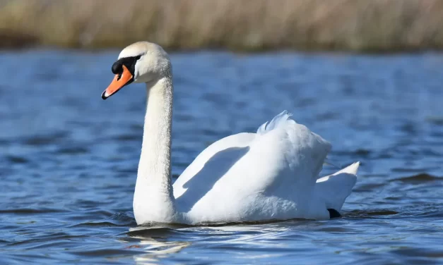 🧘 What Is Possession: Soul Attachment Mind Illness Truth | Master Woo Myung | Santa Clara Meditation