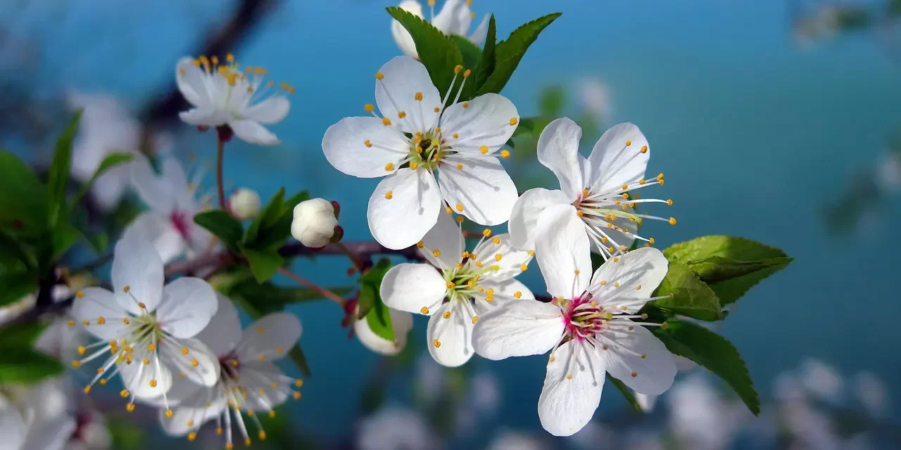 🌿 What Is Complete Creation?: Complete Creation Rebirth Land of Truth Heaven Paradise Resurrection Salvation | Master Woo Myung | Santa Clara Meditation