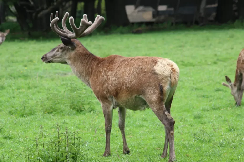 Master Woo Myung spiritual medium possession spirit meditation teaching