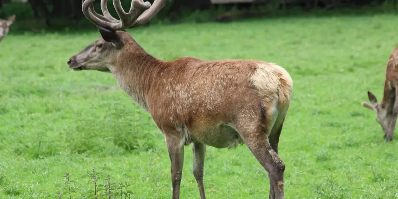 🔮 Why Do People Become Spiritual Mediums: Possession Spirit Mind Truth | Master Woo Myung | Santa Clara Meditation