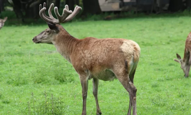 🔮 Why Do People Become Spiritual Mediums: Possession Spirit Mind Truth | Master Woo Myung | Santa Clara Meditation