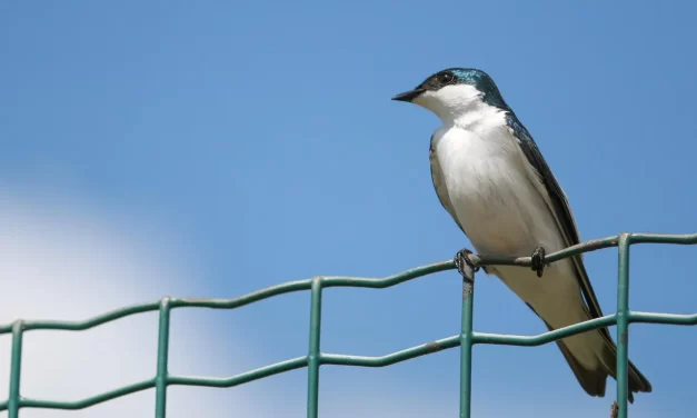 🛤️ A PERSON WHO HAS NOT PREPARED FOR WHERE HE MUST GO TRUTH AND PREPARATION EXPLAINED | Master Woo Myung | Santa Clara Meditation