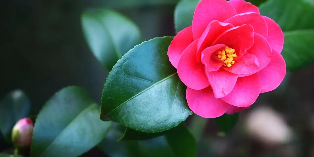 🏛️ To Raise the Temple in Three Days: Inner Temple Repentance and Heaven Within | Master Woo Myung | Santa Clara Meditation