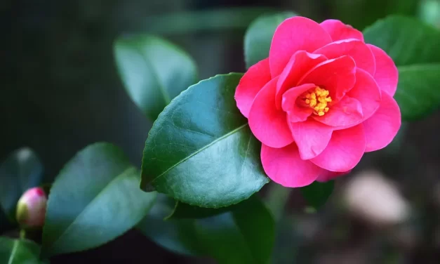 🏛️ To Raise the Temple in Three Days: Inner Temple Repentance and Heaven Within | Master Woo Myung | Santa Clara Meditation