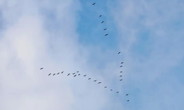 🌌 “He Has Died” vs “He Has Returned”: The Meaning of Death | Master Woo Myung | Santa Clara Meditation