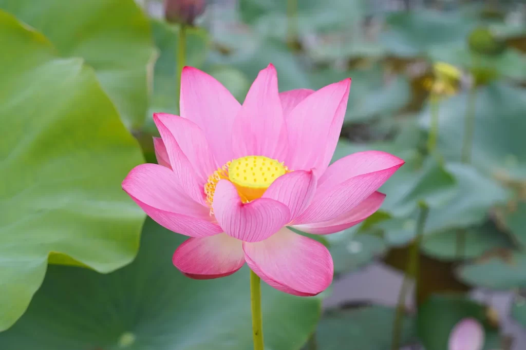 Master Woo Myung teaching about true mind false mind truth energy and light