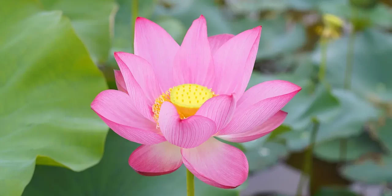 🌈 WHAT IS THE MIND TRUE MIND FALSE MIND AND TRUTH EXPLAINED | Master Woo Myung | Santa Clara Meditation