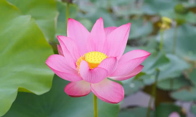 🌈 WHAT IS THE MIND TRUE MIND FALSE MIND AND TRUTH EXPLAINED | Master Woo Myung | Santa Clara Meditation