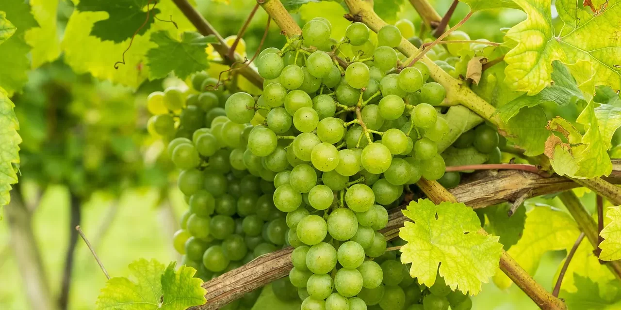 🌍 When Everyone Becomes Complete and True, Religions, Philosophies, Ideologies, Education, Politics, and Economies Will Become One: Truth Unity and the World as One | Master Woo Myung | Santa Clara Meditation