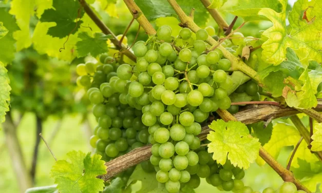 🌍 When Everyone Becomes Complete and True, Religions, Philosophies, Ideologies, Education, Politics, and Economies Will Become One: Truth Unity and the World as One | Master Woo Myung | Santa Clara Meditation