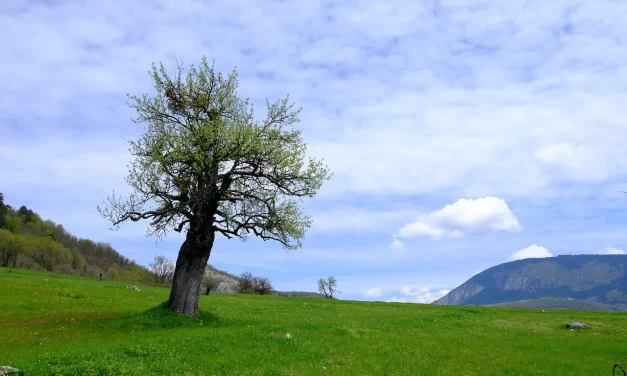 🌍 LET’S LIVE A LIFETIME OF THE WORLD TRUE LIFE AND TRUTH EXPLAINED | Master Woo Myung | Santa Clara Meditation