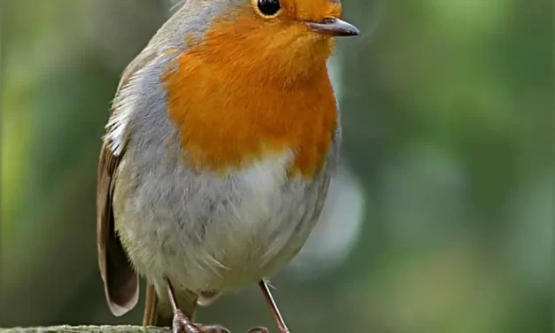 🌌 Why Did God Create Us: Purpose Creation Truth Jung Shin Universe | Master Woo Myung | Santa Clara Meditation