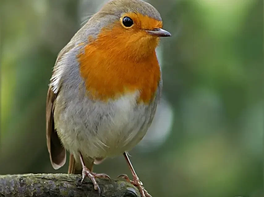 🌌 Why Did God Create Us: Purpose Creation Truth Jung Shin Universe | Master Woo Myung | Santa Clara Meditation