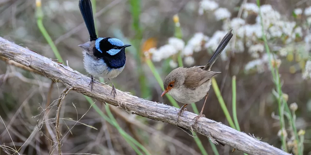♻️ Can Man Reincarnate as an Animal, Object, or Tree Through Samsara?: Reincarnation Creation Karma and Oneness | Master Woo Myung | Santa Clara Meditation
