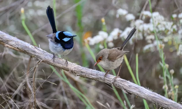 ♻️ Can Man Reincarnate as an Animal, Object, or Tree Through Samsara?: Reincarnation Creation Karma and Oneness | Master Woo Myung | Santa Clara Meditation