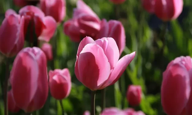 🌸 Spring in New York: Flowers Memory Immigration and a Paradise on Earth | Master Woo Myung | Santa Clara Meditation