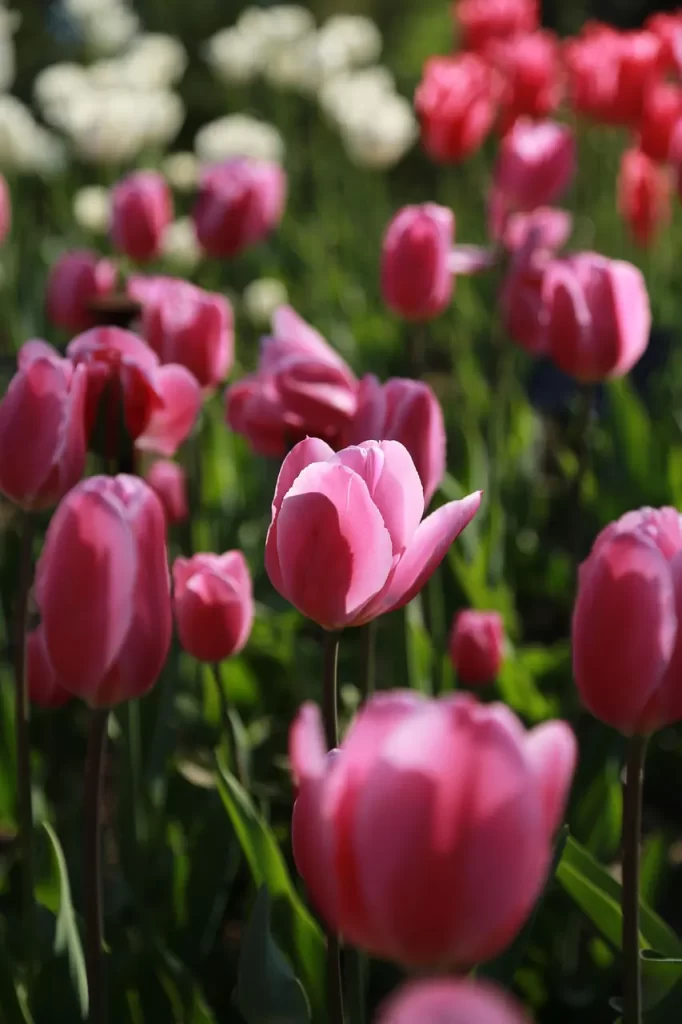 Master Woo Myung teaching on spring in New York heaven peace unity and spiritual civilization