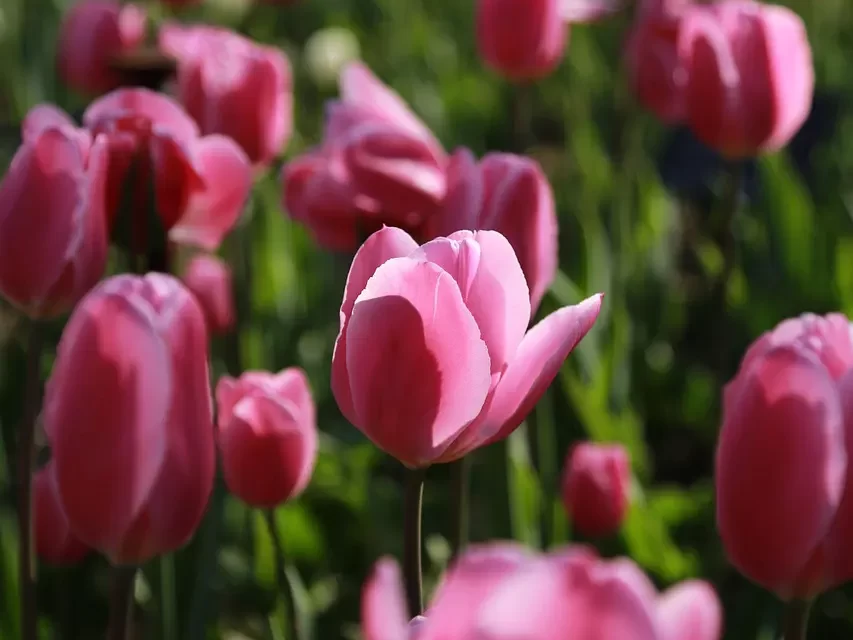 🌸 Spring in New York: Flowers Memory Immigration and a Paradise on Earth | Master Woo Myung | Santa Clara Meditation