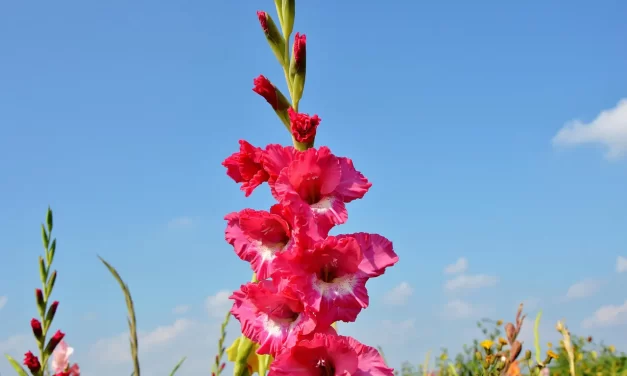 ✨ How Can I Start My Life Over and Live a Happy Life? | Master Woo Myung | Santa Clara Meditation