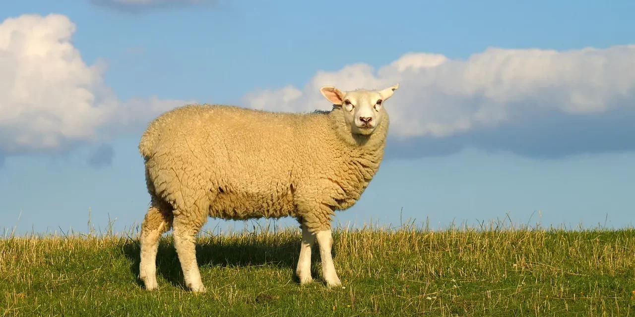 ✨ A Divine Being | Master Woo Myung | Santa Clara Meditation