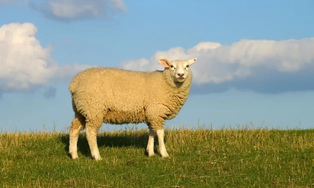 ✨ A Divine Being | Master Woo Myung | Santa Clara Meditation