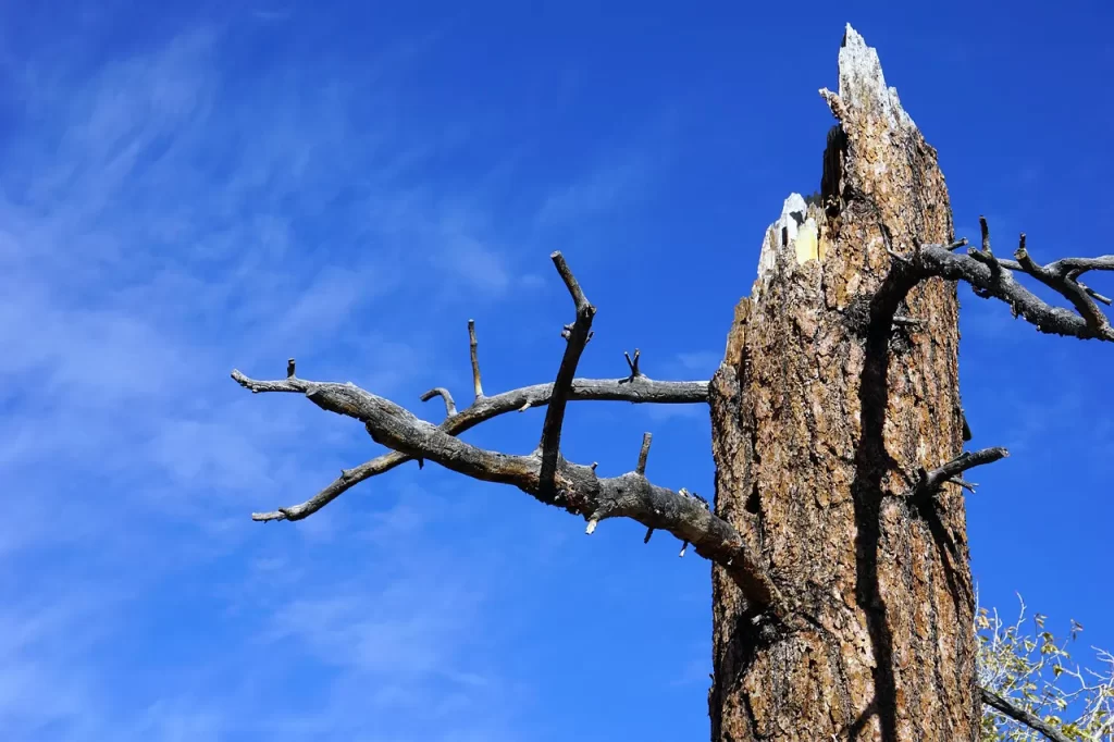 Master Woo Myung teaching on it is finished completion resurrection eternal life Truth