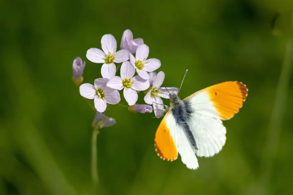 Master Woo Myung teaching on the world of the master the world without death consciousness and eternal life
