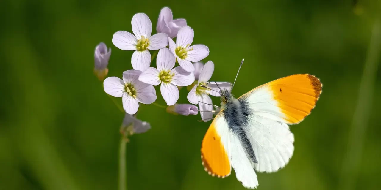 🕊️ The World of the Master; the World Without Death: True World Consciousness and Eternal Life | Master Woo Myung | Santa Clara Meditation