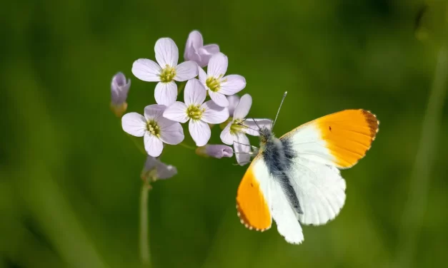 🕊️ The World of the Master; the World Without Death: True World Consciousness and Eternal Life | Master Woo Myung | Santa Clara Meditation