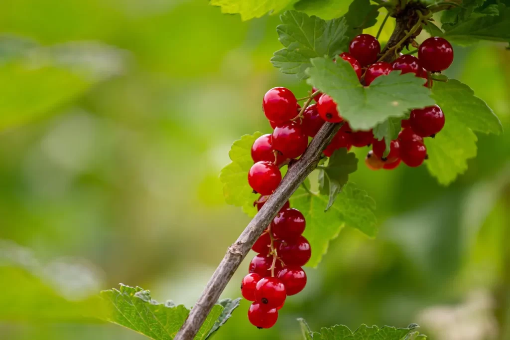 Master Woo Myung teaching on humans are ghosts mind delusion and truth