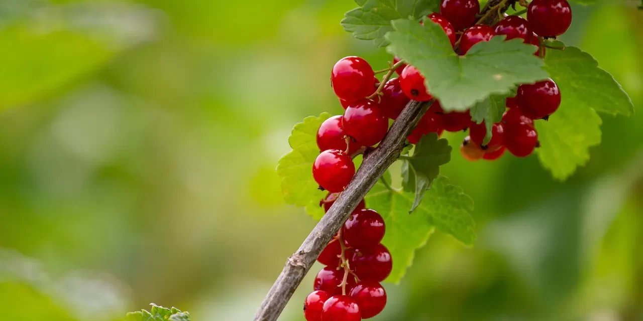 🌼 Humans Are Ghosts: Illusion Mind Delusions and Living in Truth | Master Woo Myung | Santa Clara Meditation