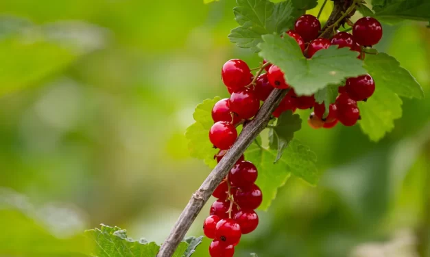 🌼 Humans Are Ghosts: Illusion Mind Delusions and Living in Truth | Master Woo Myung | Santa Clara Meditation