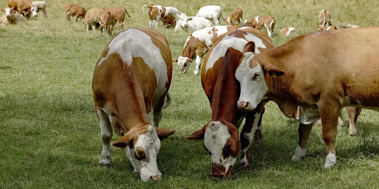 🐾 When an Animal Dies, Where Does Its Soul Go?: Animal Souls Slaughterhouses and Reincarnation | Master Woo Myung | Santa Clara Meditation