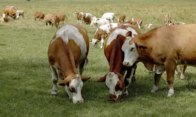 🐾 When an Animal Dies, Where Does Its Soul Go?: Animal Souls Slaughterhouses and Reincarnation | Master Woo Myung | Santa Clara Meditation