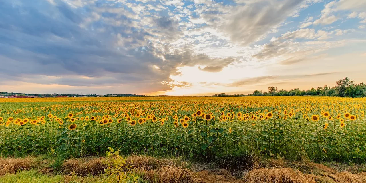 ✨ True Light: Truth Inner Eyes Greedless Mind and Clear Seeing | Master Woo Myung | Santa Clara Meditation