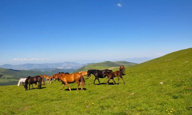 🌿 Oblivion: Forgetting Sorrow Attachment and Delusion | Master Woo Myung | Santa Clara Meditation