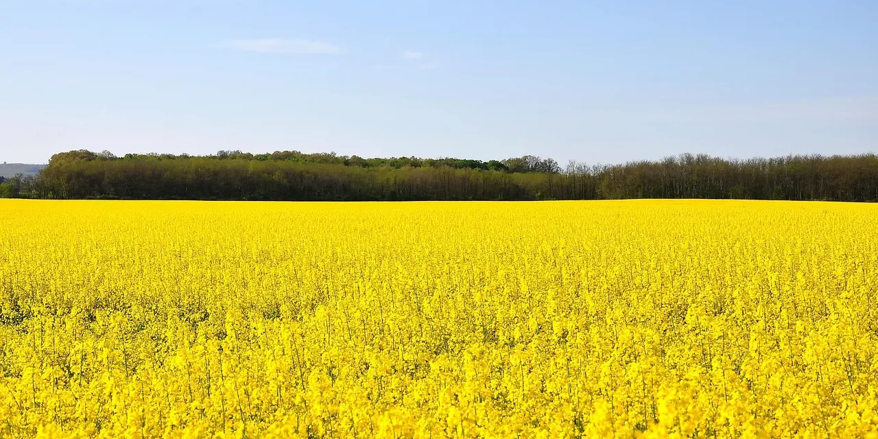🕊️ How Can I Cleanse My Mind? | Master Woo Myung | Santa Clara Meditation
