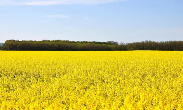 🕊️ How Can I Cleanse My Mind? | Master Woo Myung | Santa Clara Meditation