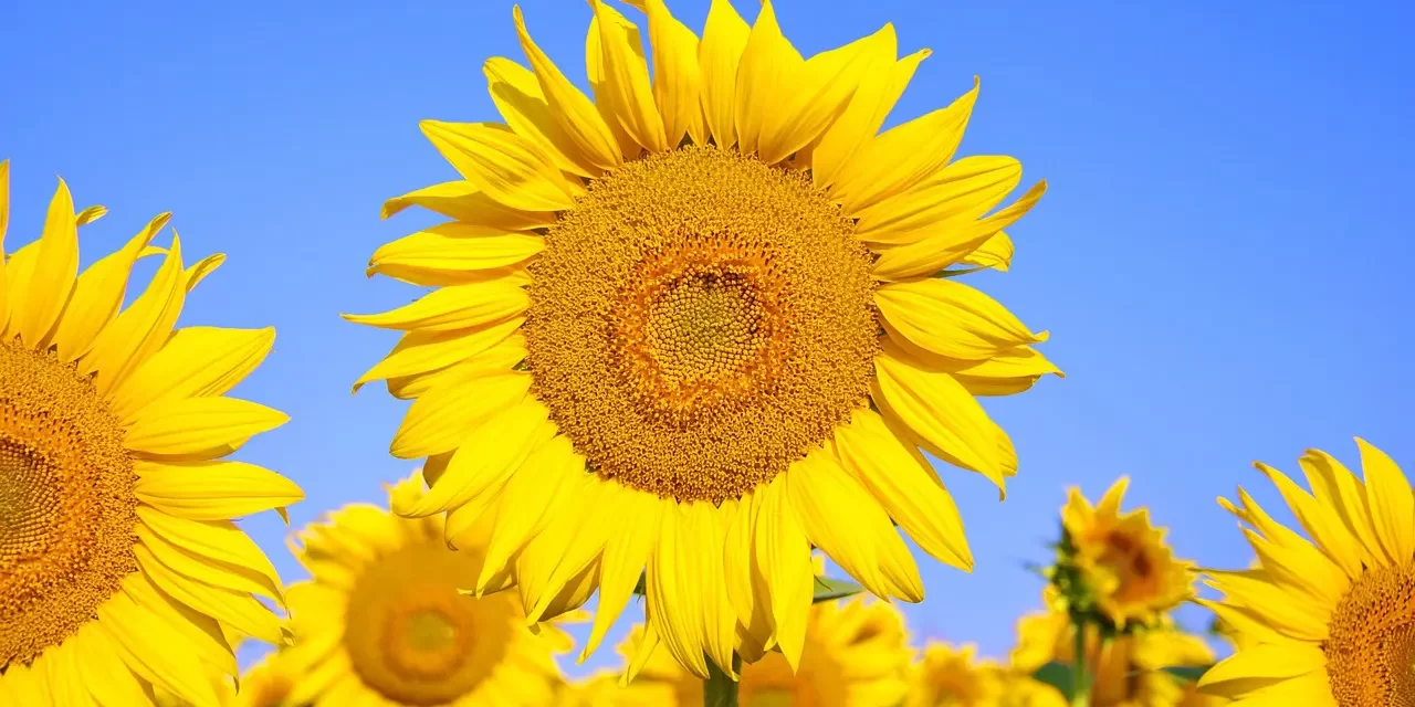 🚆 When I Began to Teach People: Life Journey Suffering Truth and Human Completion | Master Woo Myung | Santa Clara Meditation