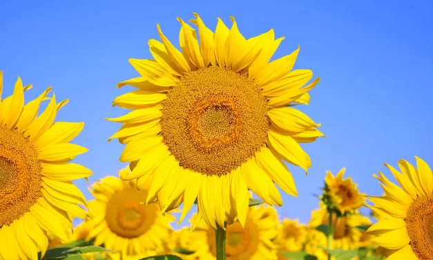 🚆 When I Began to Teach People: Life Journey Suffering Truth and Human Completion | Master Woo Myung | Santa Clara Meditation