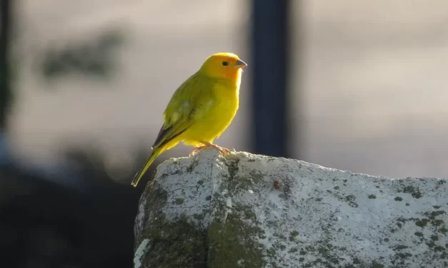 🪶 Both Heaven and Hell Are Illusions: Reality Maya Truth Living World | Master Woo Myung | Santa Clara Meditation