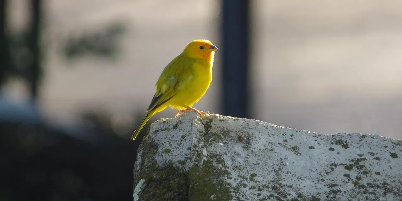 🪶 Both Heaven and Hell Are Illusions: Reality Maya Truth Living World | Master Woo Myung | Santa Clara Meditation