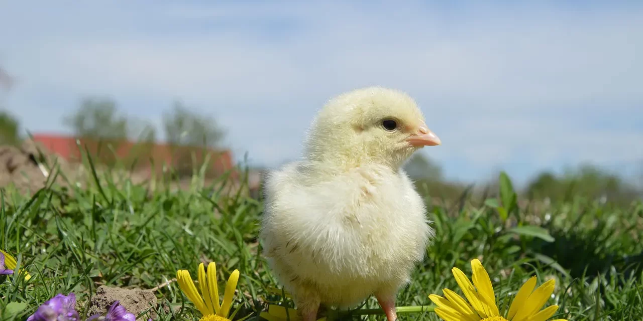 🕊 The Rapture and the Resurrection: False World True World Rebirth and Truth | Master Woo Myung | Santa Clara Meditation