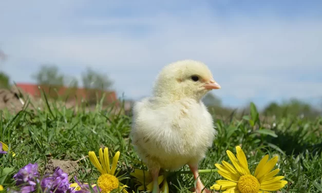 🕊 The Rapture and the Resurrection: False World True World Rebirth and Truth | Master Woo Myung | Santa Clara Meditation