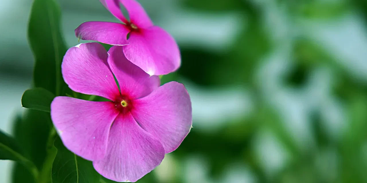 🌏 Which Place Is the Place of Truth Within the Mind | Master Woo Myung | Santa Clara Meditation